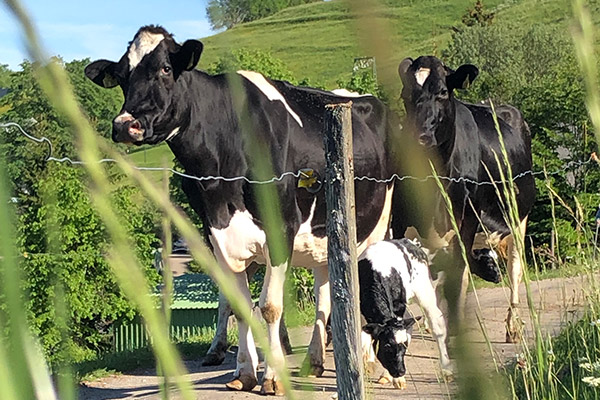 Friedlebauernhof - Ferienwohnungen Hofsgrund Schwarzwald