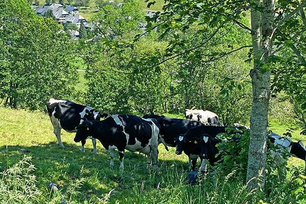 Friedlebauernhof - Ferienwohnungen Hofsgrund Schwarzwald